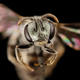 Image for article titled These Exquisite Bee Photographs Reveal Every Delicate Hair, Antenna, and Wing